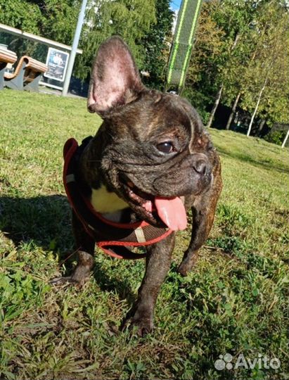 Французский бульдог