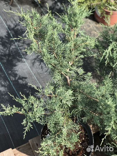 Можжевельники