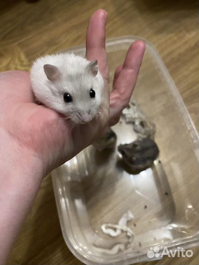 Джунгарский хомяк (питомник янтарный хомяк)