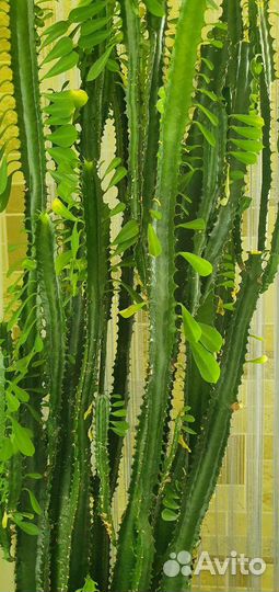 Кактус молочай высота 1.5м