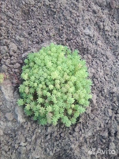 Седум (коврик)