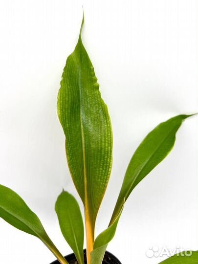 Хлорофитум оранжевый