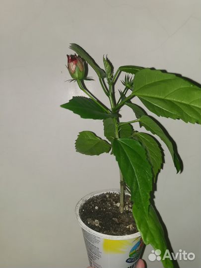 Гибискус комнатный