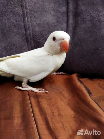 Ручной Выкормыш ожереловый попугай