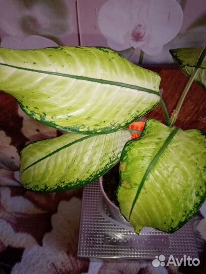 Комнатный цветок диффенбахия