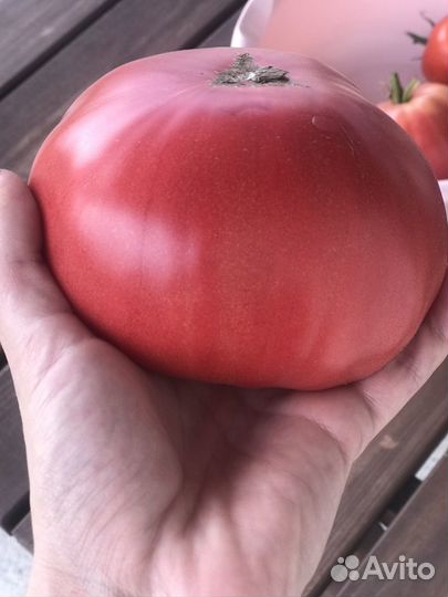 Рассада томатов(помидоры),перец,баклажаны