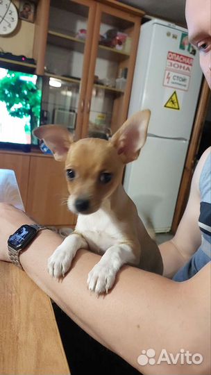 Собаки щенки