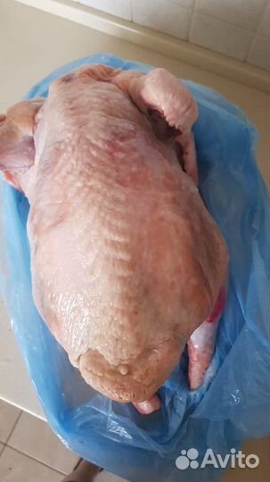 Тушка индейки