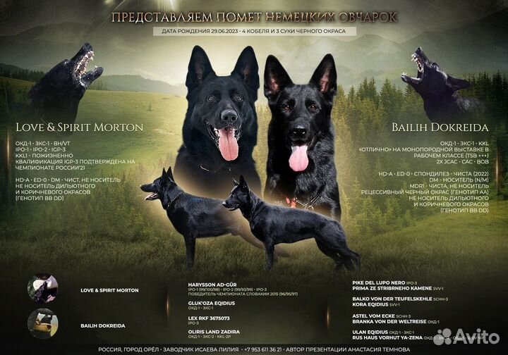 Щенки рабочего разведения, чёрного окраса