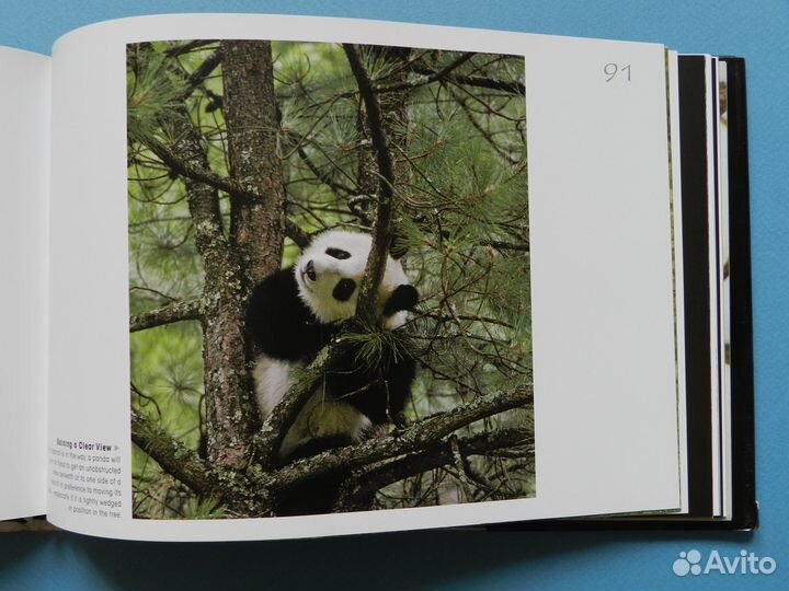 Книга Heather Angel Panda на английском