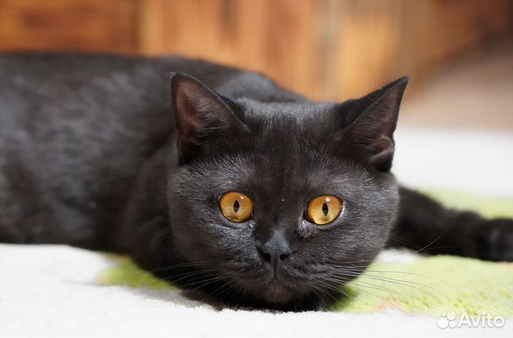 Британская Боннита