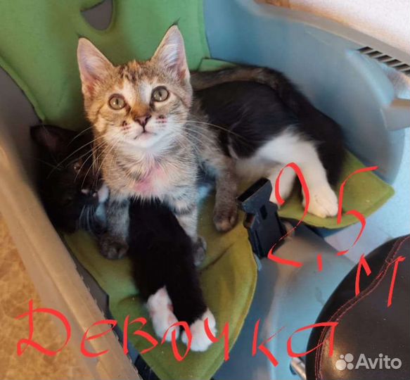 Котята пушистые спасенные из урны