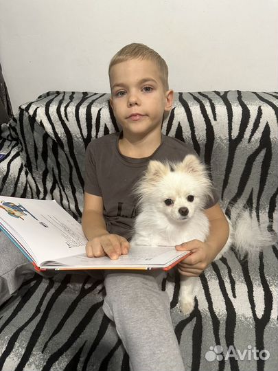 Передержка маленьких собак