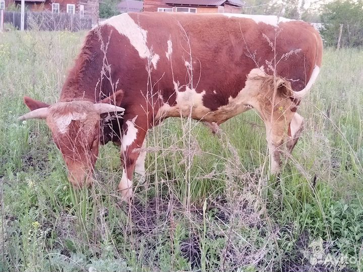 Бык на племя