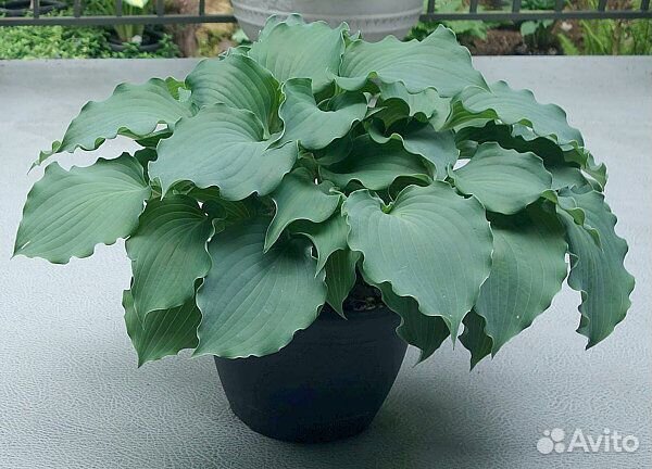 Голубая хоста фризиан вейвин стил