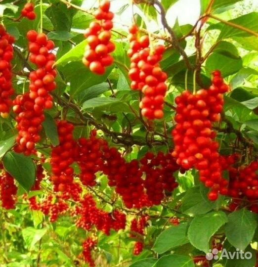 Саженцы китайского лимонника 3 года