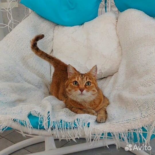 Метис шотландской кошечки Шейла