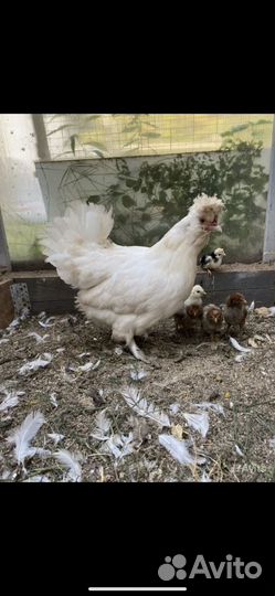Петухи,куры голландские,легбар,павловское,виандот