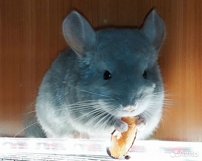 Шиншиллята