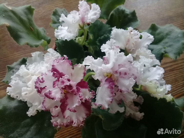 Фиалки сортовые (детки)