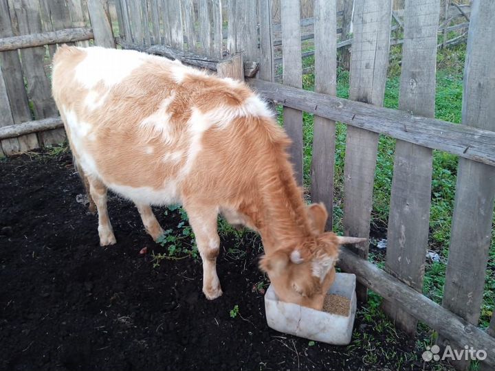 С / х животное