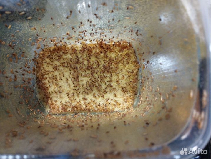 Дрозофила мушка