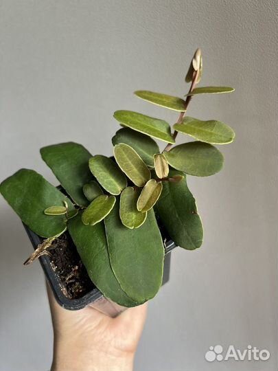 Маркгравия синтениси Marcgravia sintenisii