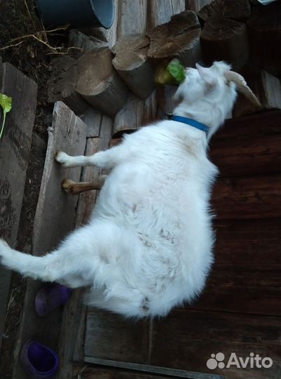 Продам козла