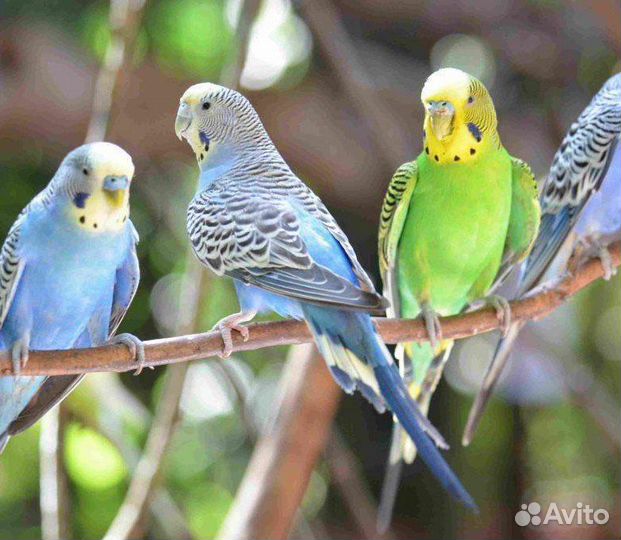 Волнистый попугай с клеткой