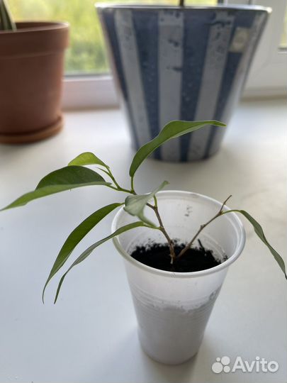 Фикус бенжамина