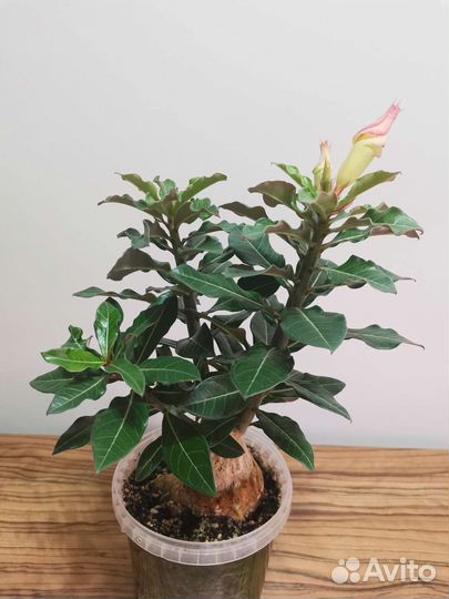 Адениум взрослый
