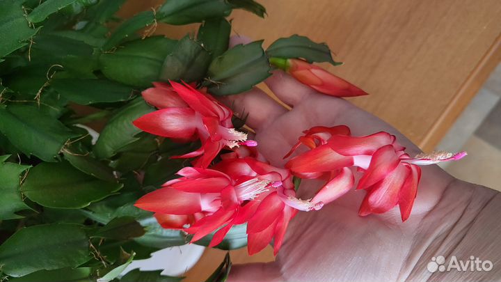 Комнатные растения