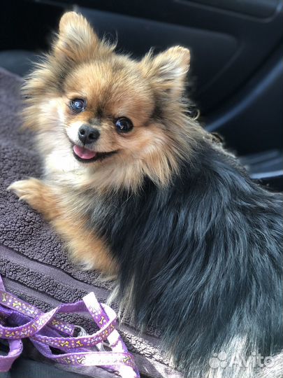 Померанский шпиц девочка мини