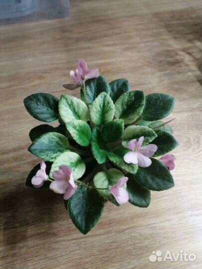 Сортовые фиалки