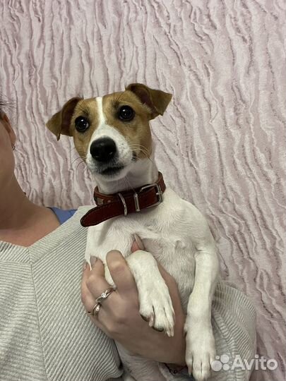 Джек Рассел терьер девочка