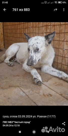 Спасите собаку