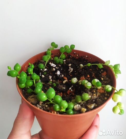 Суккуленты