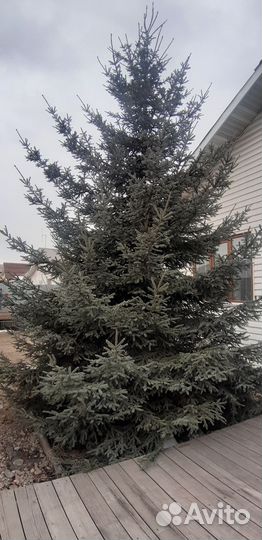 Ель голубая крупномер