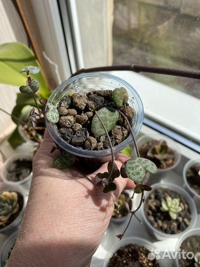 Суккуленты