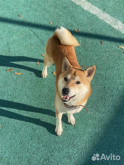 Сиба ину кобель вязка