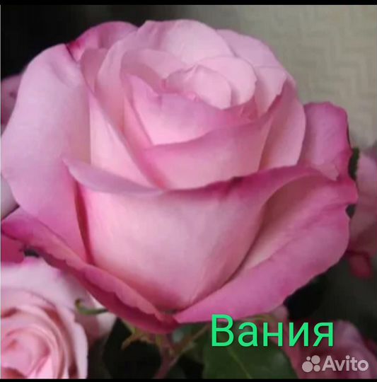 Саженцы роз