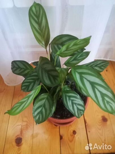 Ктенанта(калатея) деленки