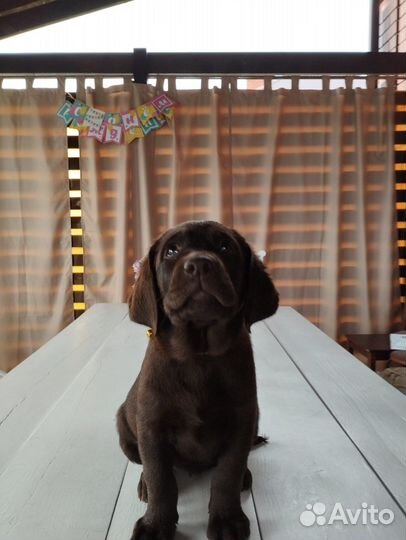 Щенки лабрадора шоколадные