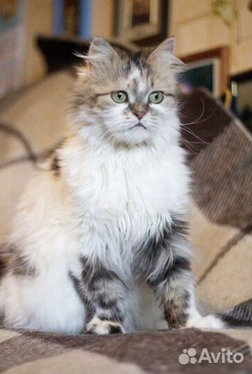 Котик в добрые руки