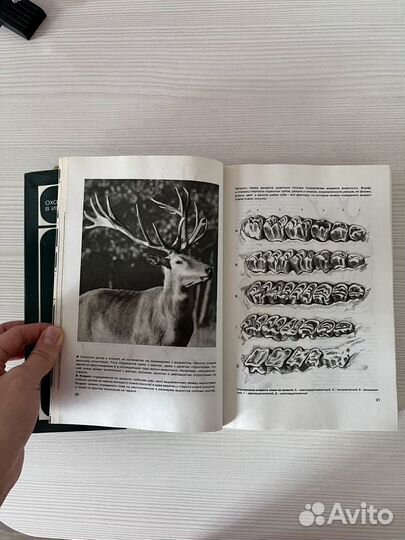 Книга Охота в иллюстрациях