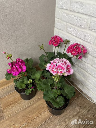 Пеларгония герань комнатные цветы