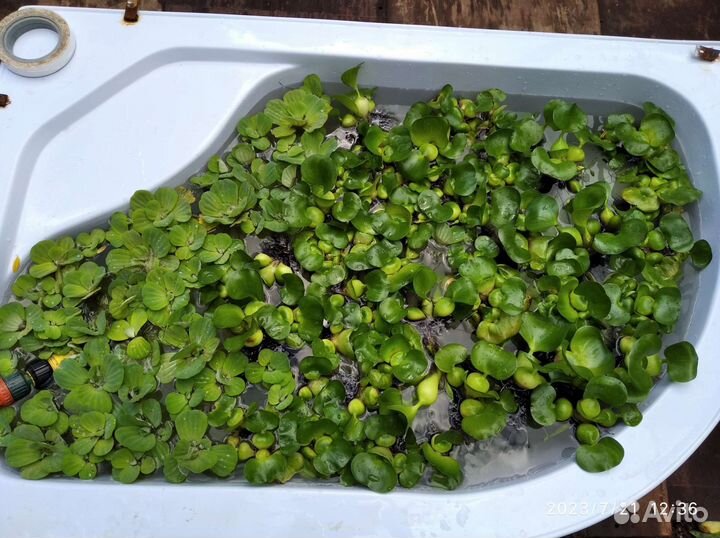 Растения для пруда