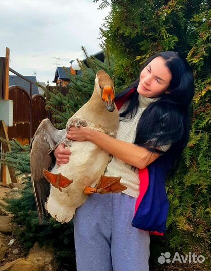 Холмогорские гуси