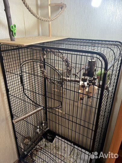 Ожереловый попугай выкормыш