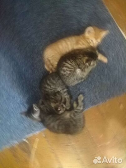 Котята дaром